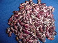 紫花蕓豆-中國(guó) 貴州六盤水-