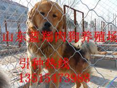 貴州六盤水養(yǎng)狗場(chǎng)聯(lián)系方式_農(nóng)副產(chǎn)品_世界工廠網(wǎng)